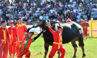 Khai hội trâu chọi Đồ Sơn 