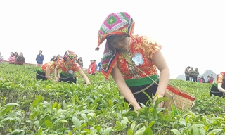 Tưng bừng Hội thi hái chè trên cao nguyên Mộc Châu