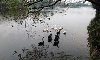 Ngày 5/2, Công ty TNHH một thành viên Thoát nước Hà Nội đã thả thí điểm 6 cặp thiên nga đen và trắng xuống hồ Hoàn Kiếm