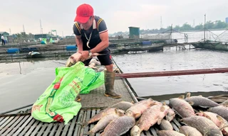 Nông dân Hải Dương vớt cá chết hàng loạt. Ảnh: Thành Đạt