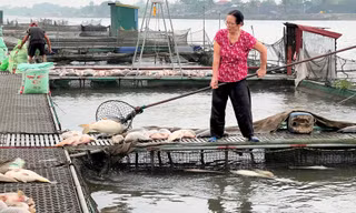 Người dân Hải Dương vớt cá nuôi lồng chết hàng loạt. Ảnh: Thành Đạt 