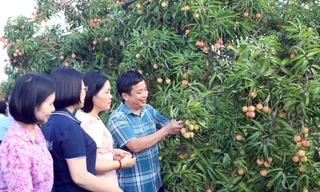 Thương lái Trung Quốc rục rịch thu mua vải Thanh Hà 