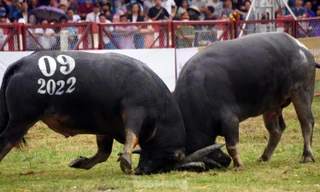 Trâu nặng 1,3 tấn tham gia Lễ hội chọi trâu Đồ Sơn 2023 