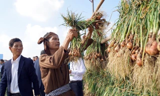 Hàng trăm người thi nhau nhổ hành, tỏi tranh giải ở Hải Dương 