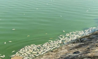 Cá chết trắng hồ điều hoà lớn nhất ở trung tâm TP Hải Phòng