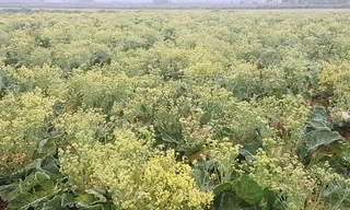 Xót xa cảnh súp lơ ở Hải Dương nở hoa vàng cả cánh đồng