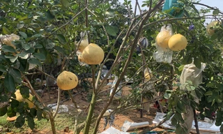 Khan hiếm bưởi khổng lồ làng Lâm ở Hải Phòng phục vụ Tết