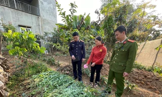 Phát hiện vườn cần sa trong đầm nuôi tôm ở Hải Phòng 