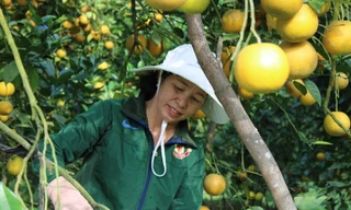 Những rừng cam thu tiền tỷ mỗi dịp Tết ở Hà Tĩnh