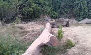 Phát hiện cây gỗ quý dưới lòng suối khi đi mò ốc 