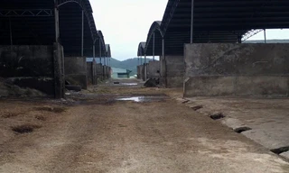 'Siêu' dự án nghìn tỷ nuôi bò sau 3 năm thành... bãi chuối