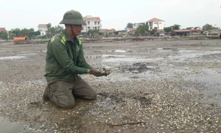 Lộ nguyên nhân khiến hơn 260 tấn nghêu chết