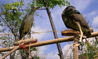 Nhập viện vì chim mổ vào mắt