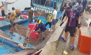 Ngư dân Hà Tĩnh 'trúng mánh', mỗi ngày thu đến 20 triệu từ ốc xoắn, sò nhám