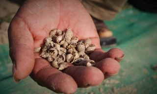 Người dân nguy cơ mất trắng tiền tỷ vì ốc hương chết hàng loạt