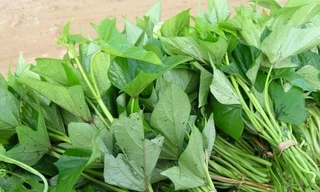 Giảm đường huyết với rau lang dân dã 