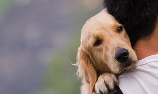 Người nuôi chó nên lưu ý những gì để không bị 'cắn ngược'?