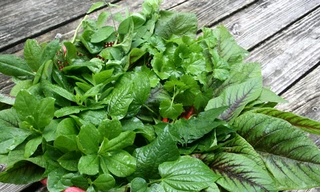 Dền cơm trị rắn độc cắn