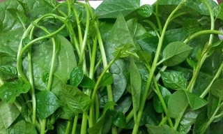 Rau mồng tơi tốt cho sinh lý đàn ông