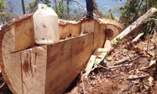  13 cây pơ mu bị đốn hạ trong khu bảo tồn thiên nhiên. 