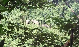 Anh đàn voi được người dân ghi lại. Ảnh: Người dân cung cấp. 