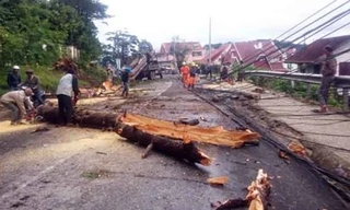 Hiện trường cây bị ngã đổ