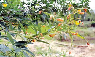 Đậu săng chữa ho, cảm sốt hiệu nghiệm cho bé