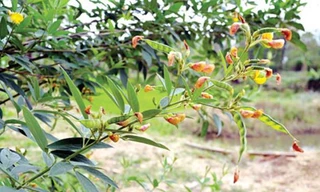 Đậu săng chữa ho, cảm sốt hiệu nghiệm cho bé