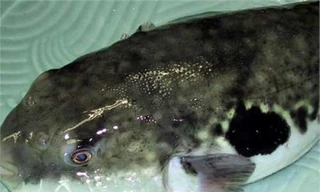  Ăn cá nóc, một người nguy kịch