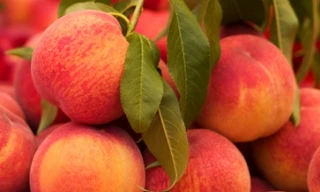 Công dụng chữa bệnh tuyệt vời của quả đào