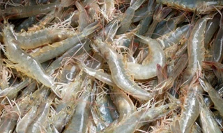 Đo lượng canxi trong tôm cua ốc