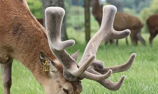 Nhung hươu - vị thuốc bạc triệu chữa yếu sinh lý