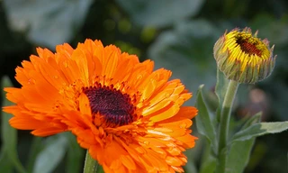 5 bài thuốc dân gian đánh bật các bệnh về da