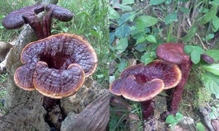 Loại nước giúp đánh tan tế bào ung thư bạch cầu