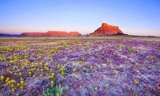 Ghé thăm sa mạc hoa rực rỡ nhưng 'nặng mùi'