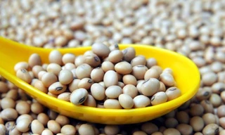 Những bài thuốc hay từ đậu tương