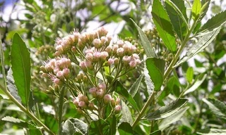 Chữa cảm sốt bằng cây cúc tần