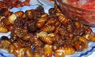 Món ngon bài thuốc từ ve sầu