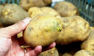 Cách loại bỏ độc tố trong khoai sắn đã lên mầm