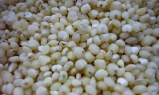  Ý dĩ trị tiêu chảy hiệu quả