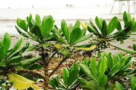 Lá bàng biển trị hen phế quản