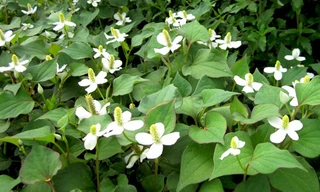 3 cách làm trắng sáng da đón Tết từ rau diếp cá