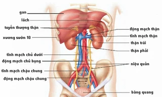 Cần bỏ gấp 6 thói xấu gây hại thận nhiều người Việt mắc phải