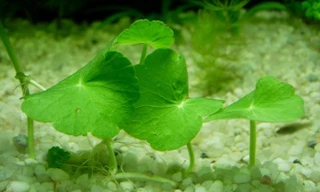 Công dụng làm đẹp da thần kỳ của các loại rau sống