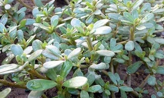 Rau sam giúp thanh nhiệt, giải độc