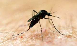 Mỗi gia đình nên dành 10 phút mỗi tuần để phòng sốt xuất huyết