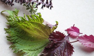 Công dụng chữa bệnh tuyệt vời của 13 loại rau thơm thường ăn