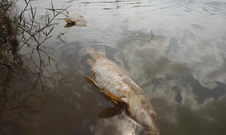 Cá chết bất thường trên sông Bàn Thạch