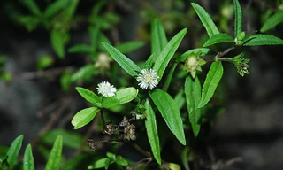  Cây nhọ nồi và 10 bài thuốc chữa bệnh 