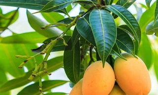 Lá xoài giúp đánh bay tiểu đường, sỏi thận